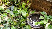 Emptying anything that fills with water during rain helps prevent mosquitoes from breeding.