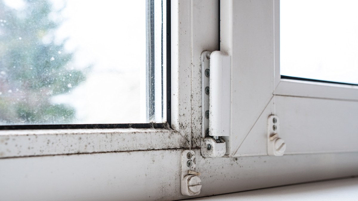 Why your blinds and windows are mouldiest in winter and how to prevent it