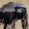 The honey badger is built like a rugby prop.