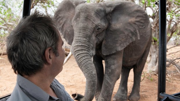 Big male tuskers can be beautiful, but frightening.