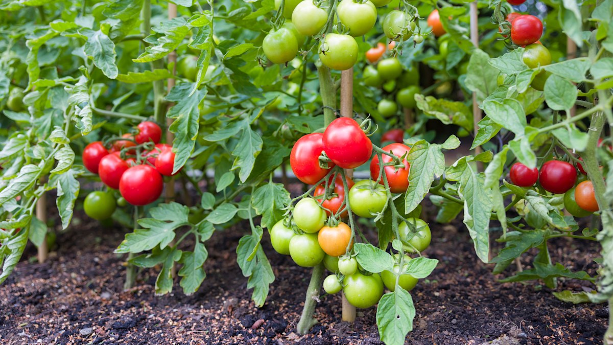 The bizarre dental hack that actually helps grow a bumper tomato crop