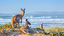 Australia has amazing biodiversity. 