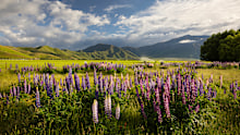 Visit in spring to see the famous lupins.