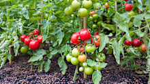 Gardening hacks can be fun to try and some of them actually have science to back them up.