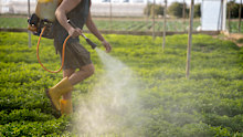 The new rules enforce tighter safety protocols, lower maximum application rates, and ban handheld backpack spraying.