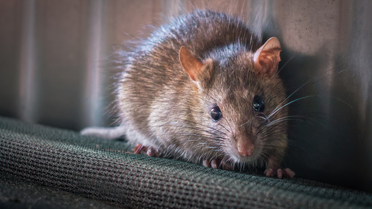 How to deal with an increase in mice and rats in your home this winter