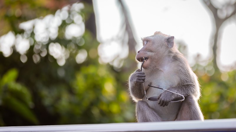 Three outlets carry the same opinion piece about disliking monkeys despite loving other animals