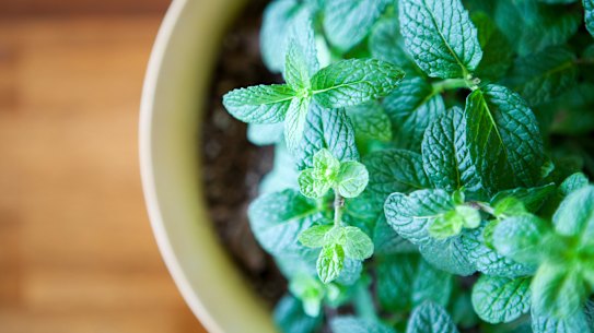 Mint is an easy herb to grow.