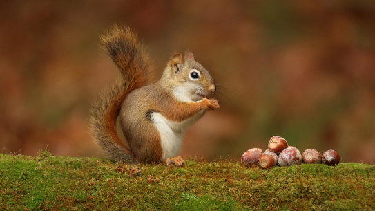 Coined by British linguist Geoff Pullum, eggcorns owe their name to the childish distortion of “acorns”.