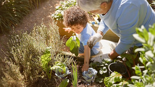 A grandmother and grandchild plant an avocado tree - a recommended tree.