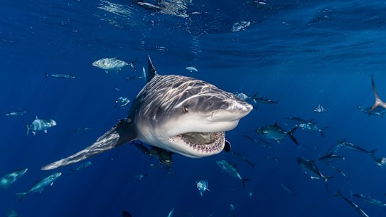 A bull shark swimming with fish in the ocean.