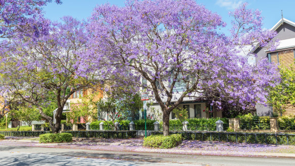 Jacaranda trees blooming in front of townhouses in the suburb of Subiaco in Perth, Western Australia.