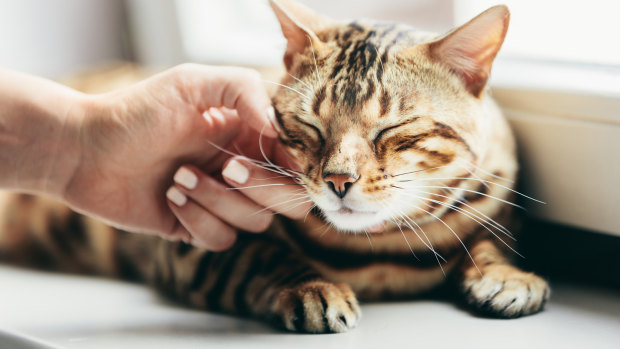 The unusual ways to predict your cat’s future health