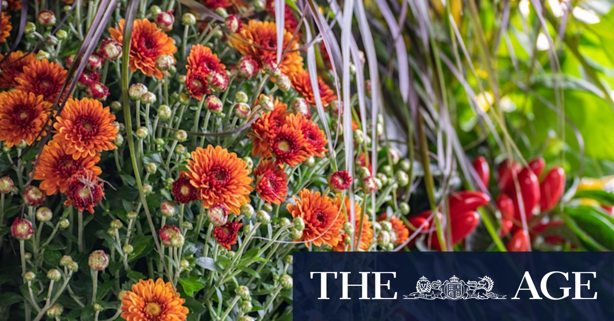 Autumn gardening: What to plant and how to give your garden the best possible head start - Vimarsana News