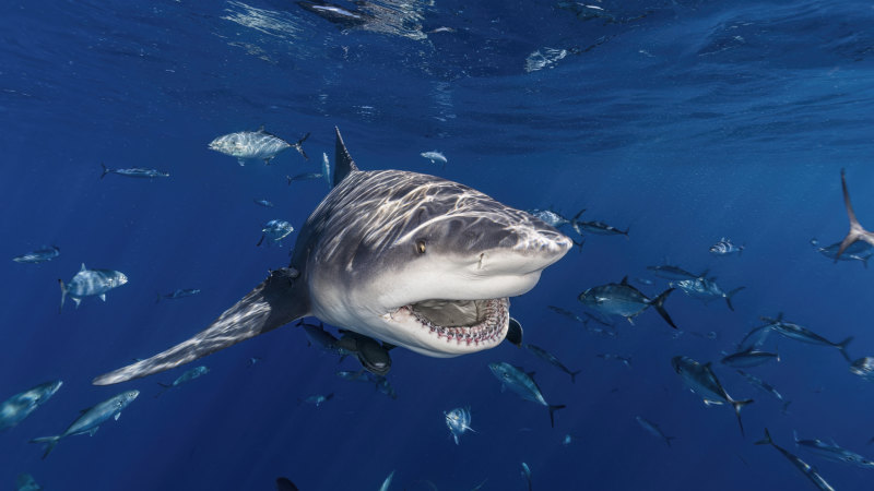 Yes, shark bites are becoming more common, but it’s complicated