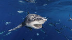Shark populations have continued to fall over recent decades.