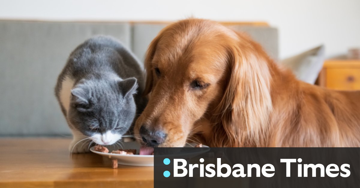 Can dogs and cats eat a vegan diet? The changing face of pet food