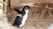 Side profile of little penguin, VIC, Australia