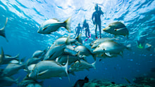 Lady Elliot Island is a popular tourist spot on Queensland's Great Barrier Reef.