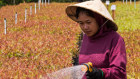 New Forests’ Mekong Timber Plantation in Laos.