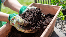 Potting mix is best fresh from an unopened bag, but an open bag can be OK if stored well, and it’s less than a year old.