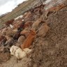 'Horses wrapped around trees': Flood-ravaged farmers plead for help