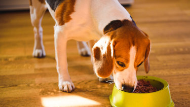 Seek out ways to improve your dog’s diet.