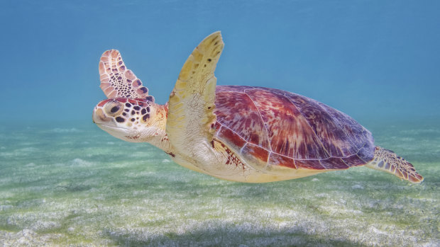 A turtle in the Cozumel reef in Mexico, part of the Mesoamerican Barrier Reef, the second largest coral reef system in the world.