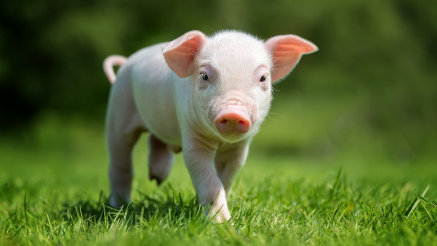 Piglets were stolen from a piggery in Toowoomba.