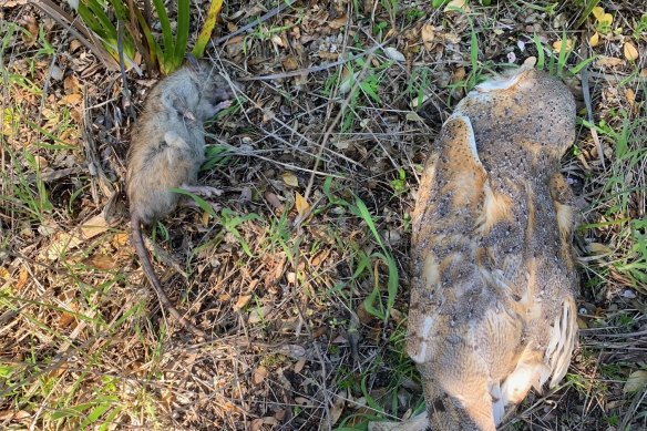 A dead owl, and its rat prey, found on the Mornington Peninsula by a local resident, believed to have died after eating anticoagulant rodent poison. 