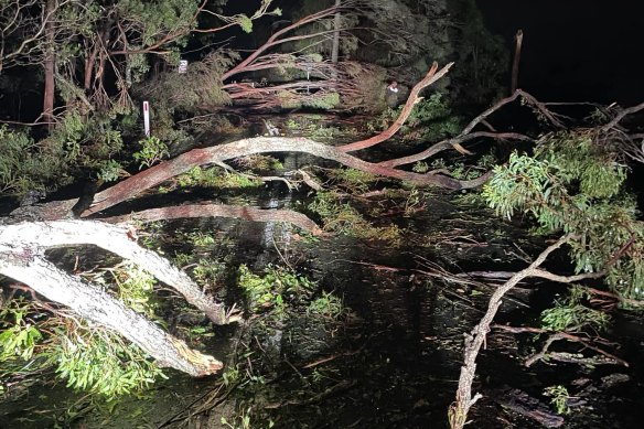 The Christmas night storm brought a tree down onto powerlines at Wongawallan on the Gold Coast.