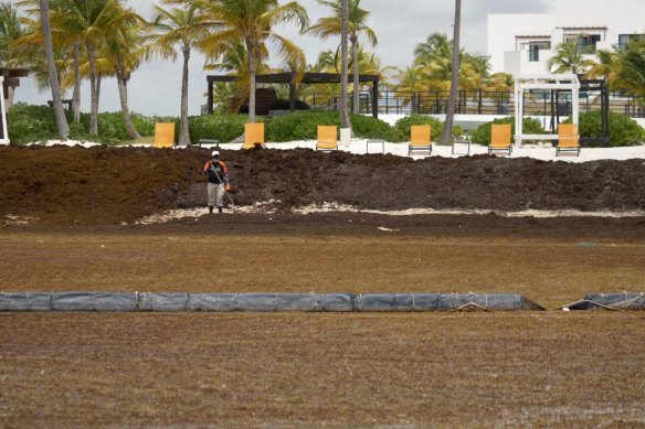 A tourist beach in the Dominican Republic swamped by sargassum seaweed.