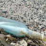 The bottle with the note flung into the sea 13 years ago from Canada’s Bell Island.