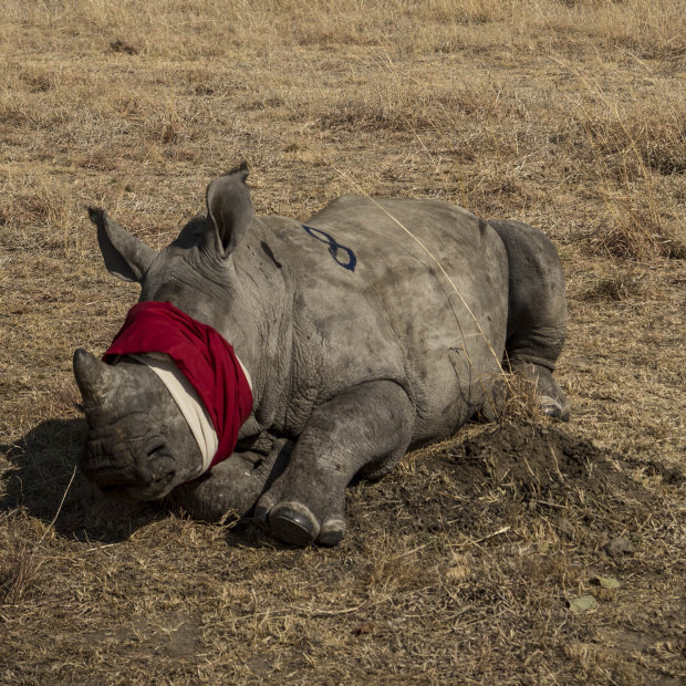 A blindfolded rhino calf prior to translocation.