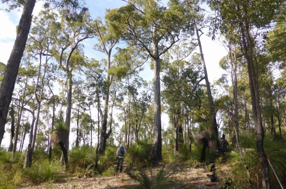 The permit application lodged over parts of the northern jarrah forest managed to slip past the environmental regulator.