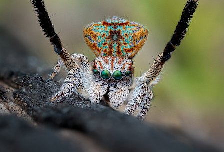 The maratus yanchep.