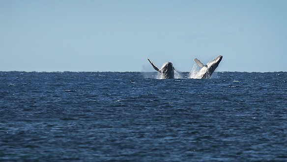 The plans for the creation of a new marine park was only unveiled last month. 