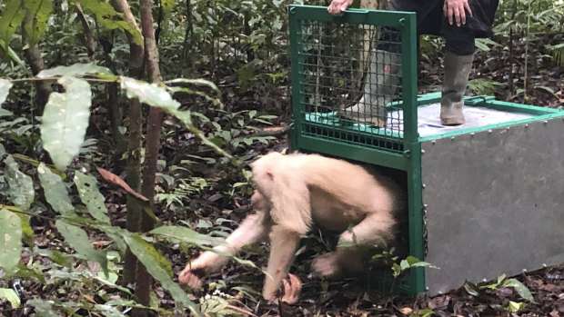 Alba, an albino orangutan, is released by a conservationist of the Borneo Orangutan Survival Foundation.