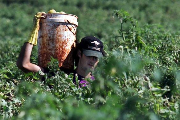 A backpacker at work on a tomato farm in Queensland.