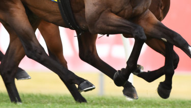There are eight races on the card at Grafton on Thursday.