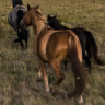 Since aerial shooting was approved by the NSW government in October last year, 802 feral horses have been removed from the park.