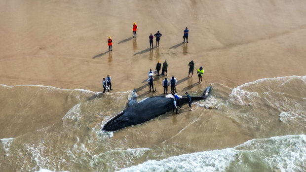 Whale dies after washing ashore near Ballina