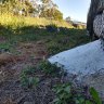 A bag full of nurdles – plastic in its embryonic form – splits open and spills from one of the riverside sites surveyed in Melbourne.