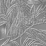 Fusarium graminearum.