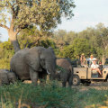Up close with elephants.