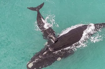 Southern Right Whales in Western Australia.