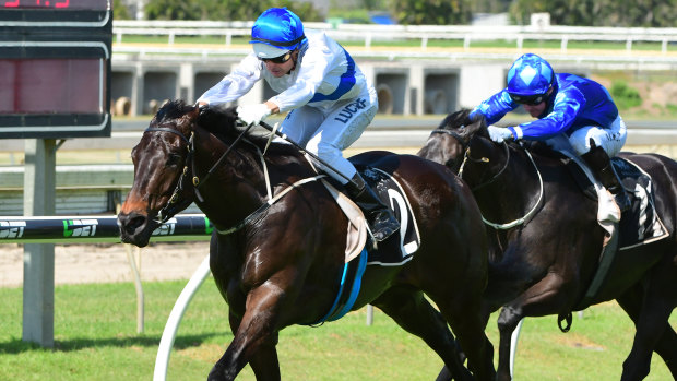 Unbeaten: the flying Zoustyle faces a tough challenge in Brisbane.