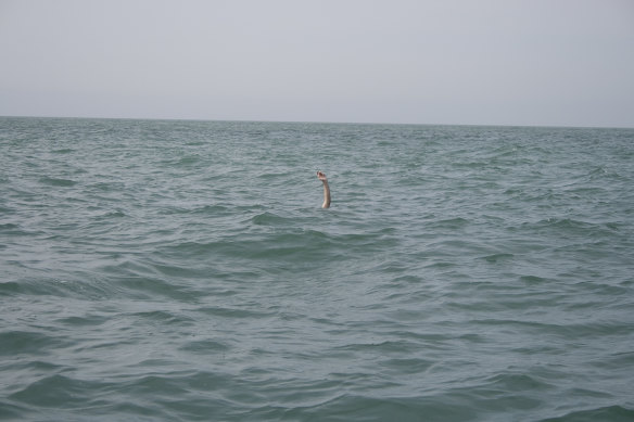 Drowning, not waving: Todd McMillan's Swim 5.