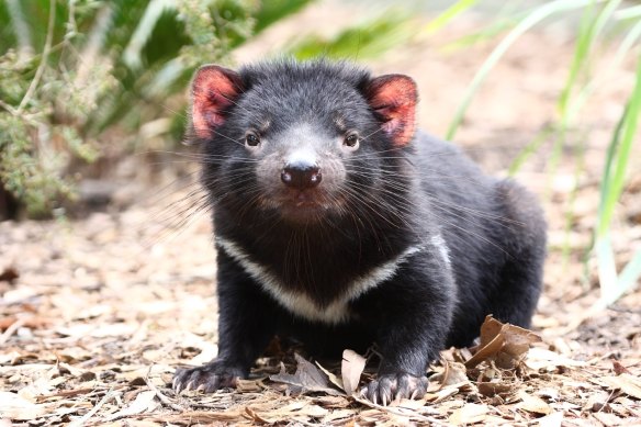 New research shows the spread of cancer in Tasmanian Devils is slowing.