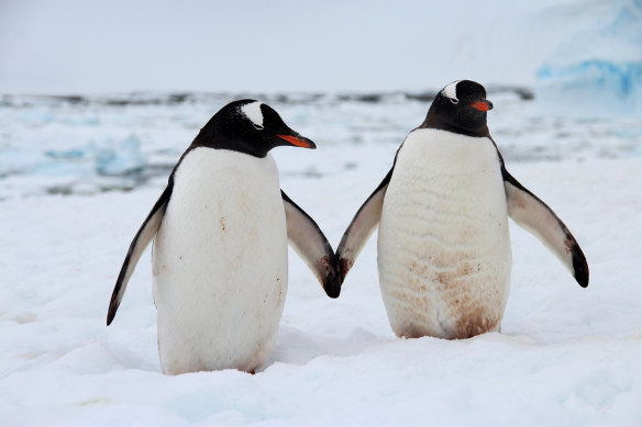 Two gentoo penguins on Cuverville Island.